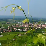 Seven Pieve