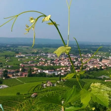 Seven Pieve